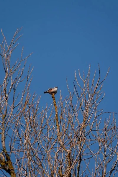 Selettivo Uccello Scricciolo Sulla Cima Albero Contro Cielo Blu — Foto Stock