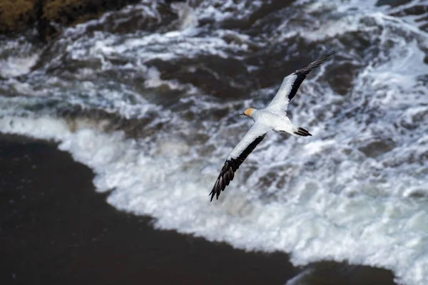 Una Vista Aérea Una Gaviota Volando Sobre Mar —  Fotos de Stock