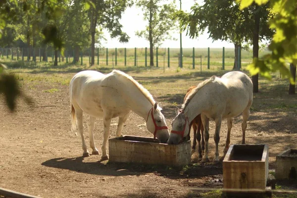 Veduta Dei Cavalli Bianchi Che Bevono Acqua Una Giornata Sole — Foto Stock