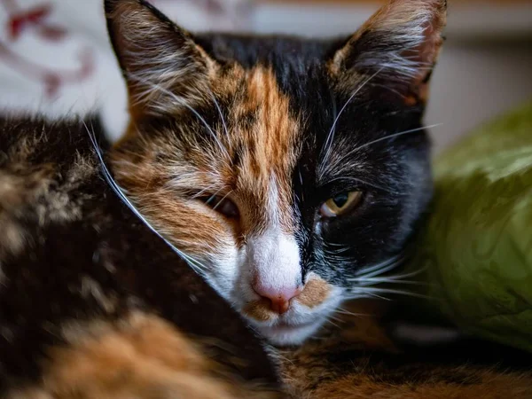 Een Voorgrond Opname Van Een Muilkorf Van Een Calico Kat — Stockfoto