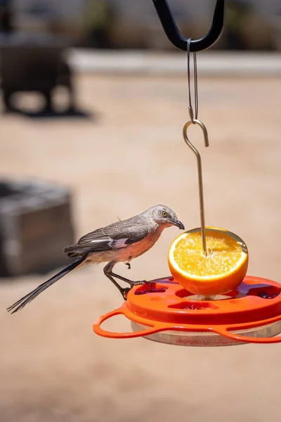 Pták Krmící Mandarinky Pojídající Pomeranč Parku — Stock fotografie
