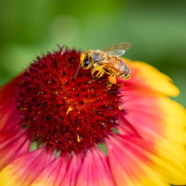 Eine Nahaufnahme Einer Biene Auf Einer Rosa Und Gelben Blume — Stockfoto