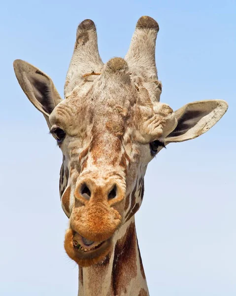 A beautiful portrait of a cute giraffe on a sunny day