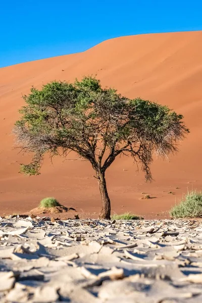 Namibië Namibische Woestijn Een Boom Geïsoleerd Duinen Achtergrond — Stockfoto