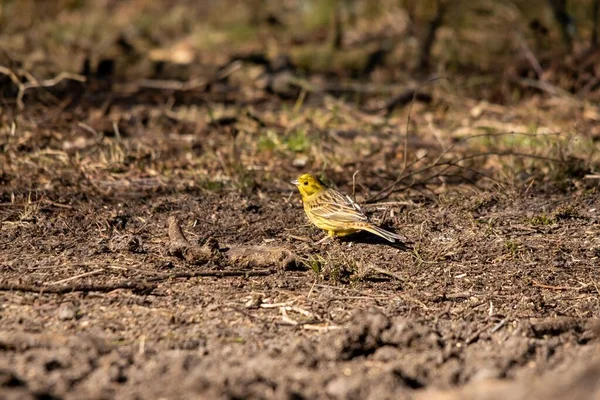 Yerde Seçici Bir Sarı Çekiç Emberiza Citrinella — Stok fotoğraf