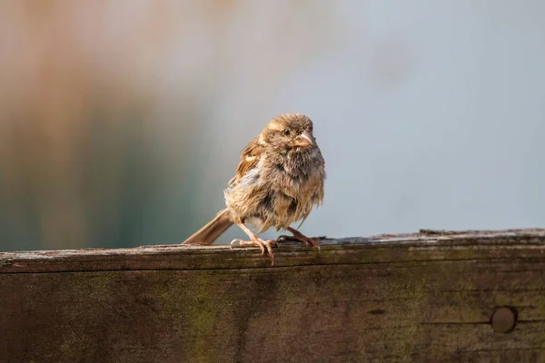 Výběrový Snímek Vrabce Domácího Passer Domesticus — Stock fotografie