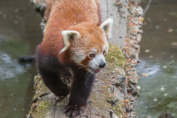 Gros Plan Panda Rouge Sur Morceau Bois — Photo