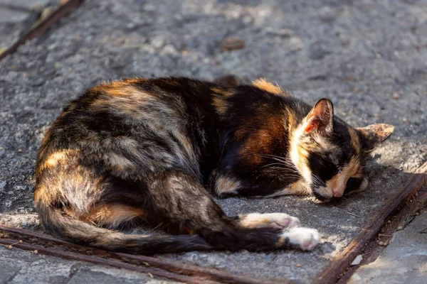 Koty Uliczne Środowisku Miejskim — Zdjęcie stockowe