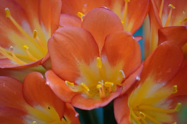 Primer Plano Hermosas Flores Color Naranja Con Olor Increíble — Foto de Stock