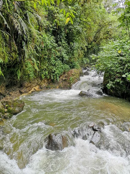Une Rivière Qui Coule Travers Une Forêt Costa Rica Amérique — Photo