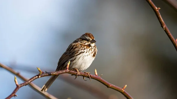 木の枝に小さなかわいい鳥のクローズアップショット — ストック写真