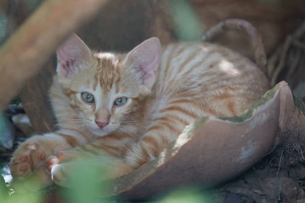 Liten Baby Tiger Kattunge Leka Med Bröder Och Mamma — Stockfoto