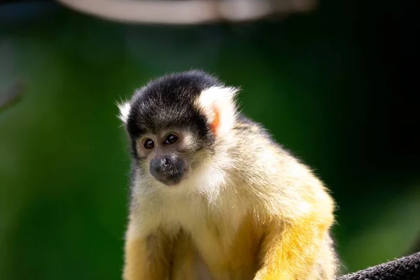 Bonito Pequeno Macaco Albino Desenho Animado Acenando Mão Royalty