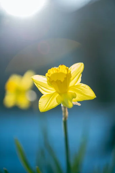 Vertical Closeup Narcissus Pseudonarcissus Commonly Known Wild Daffodil Lent Lily — Stockfoto