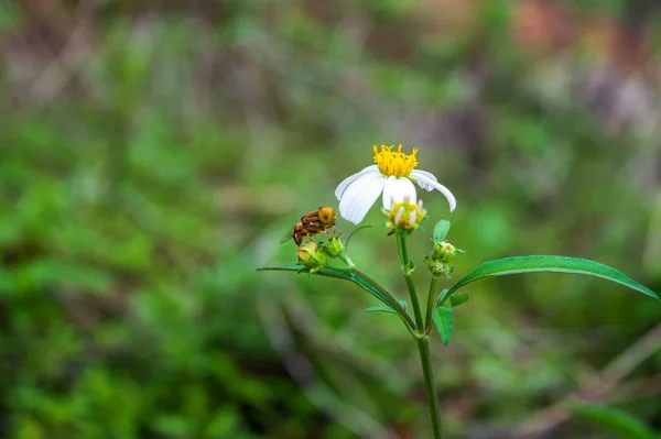 Insectes Qui Perchent Sur Fleur Bidens Pilosa Photographie Nature — Photo
