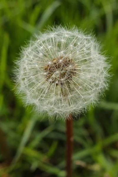 Vertical Shot Fluffy Dandelion Grassy Field — Stock Photo, Image