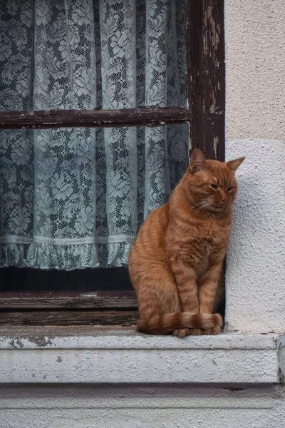 Ginger Cat Standing Windowsill — Stock Photo, Image