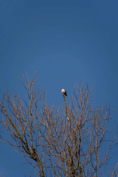 Seletivo Pássaro Estéril Topo Uma Árvore Contra Céu Azul — Fotografia de Stock
