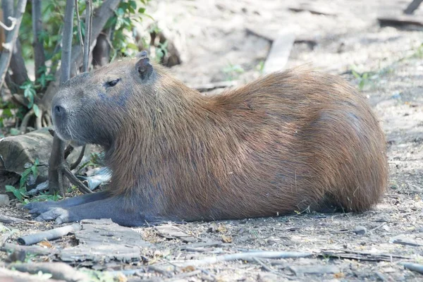 Capibara Baby Stand Lago — Foto Stock