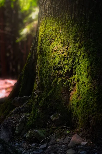 Vertikální Záběr Mechem Porostlého Stromu Slunečními Paprsky — Stock fotografie
