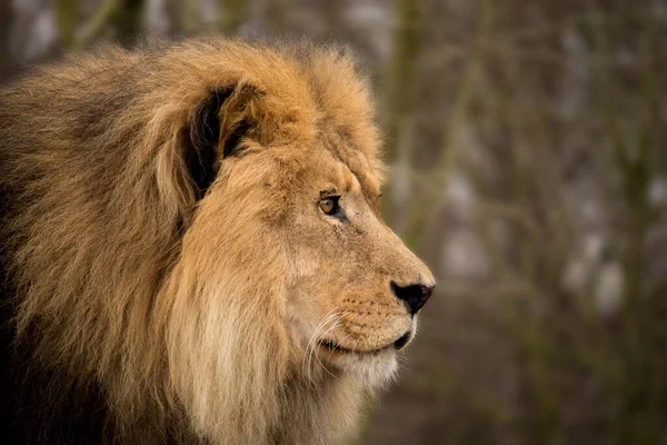 A closeup of a male lion. Side view.