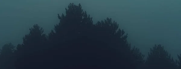 Imagen Panorámica Del Bosque Pinos Niebla Atmósfera Oscura Malhumorada — Foto de Stock