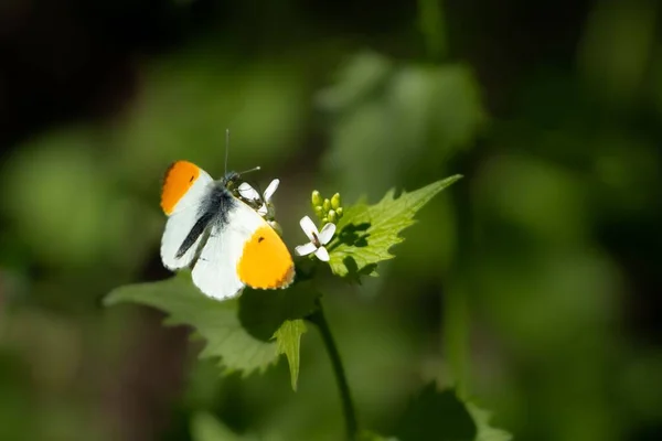 Селективный Снимок Бабочки Белом Желтом Цветах Стоящей Зеленом Листе — стоковое фото