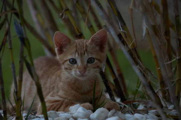 Kleine Baby Tiger Caty Katze Spielt Mit Brüdern Und Mama — Stockfoto