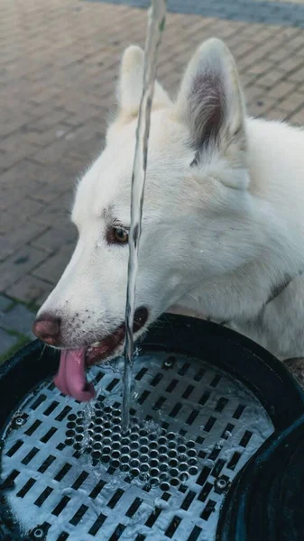 Una Toma Vertical Lindo Perro Blanco Husky Bebiendo Agua Una — Foto de Stock