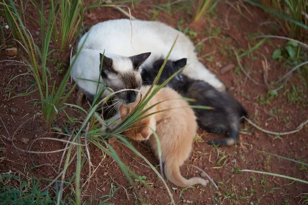 Pequeno Bebê Tigre Gato Caty Brincando Com Irmãos Mãe — Fotografia de Stock