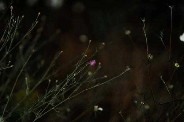 Fondo Gris Oscuro Plantas Hojas Verdes Perfecto Para Fondos Pantalla — Foto de Stock