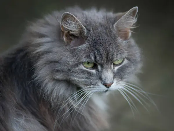 Portrét Britské Dlouhosrsté Kočky Zelenýma Očima Zlostně Zírajícíma — Stock fotografie