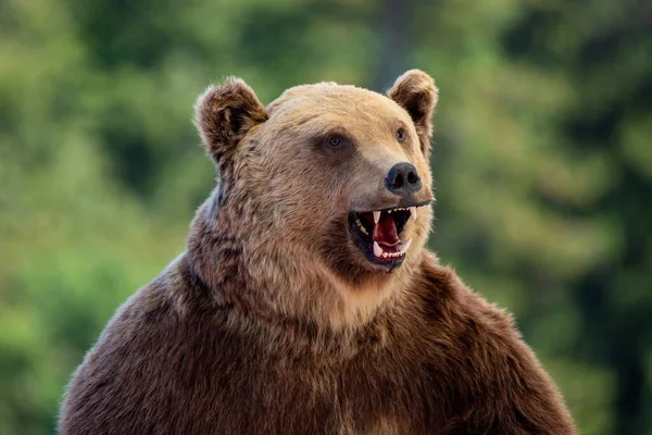 Zblízka Vycpaného Medvěda Obličej Agresivní — Stock fotografie