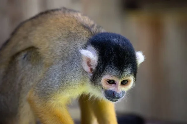 Eine Nahaufnahme Eines Niedlichen Eichhörnchen Affen — Stockfoto