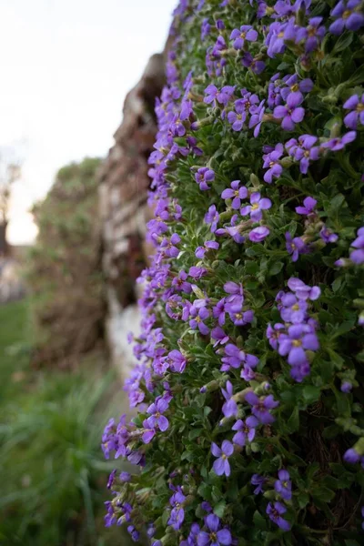 Focus Selettivo Fiori Viola Aubrieta — Foto Stock