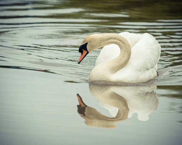Beautiful Shot Swan Canal Reflection Water Ripples — Stock Photo, Image