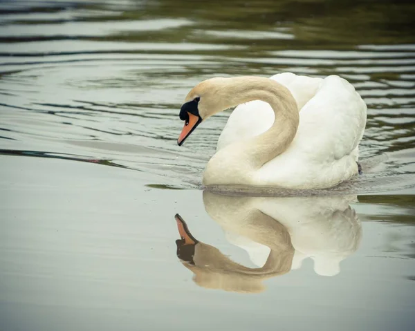 Beau Cliché Cygne Dans Canal Avec Réflexion Dans Eau Avec — Photo