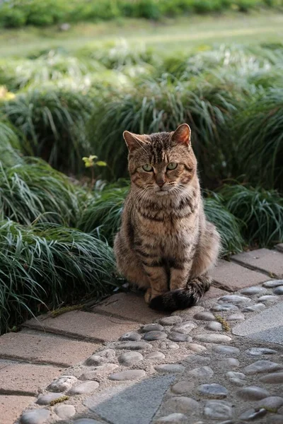 Tiro Vertical Gato Con Ojos Verdes Sentado Contra Hierba Verde —  Fotos de Stock