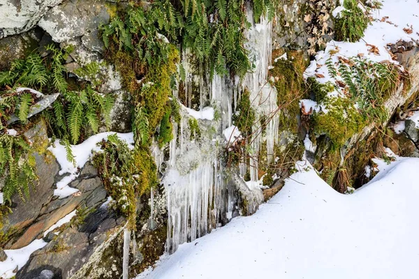 Closeup Plants Covered Icicles Snow — Stock Photo, Image