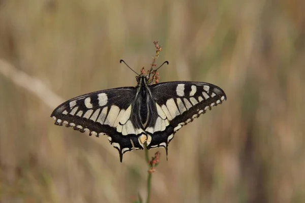 Una Farfalla Mahaon Bianco Nero Una Pianta — Foto Stock
