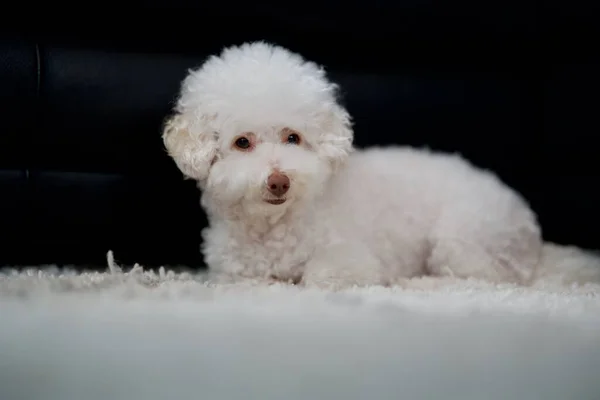 白いカーペットの上に寝そべっている愛らしいビション フリーズの子犬のクローズアップ — ストック写真