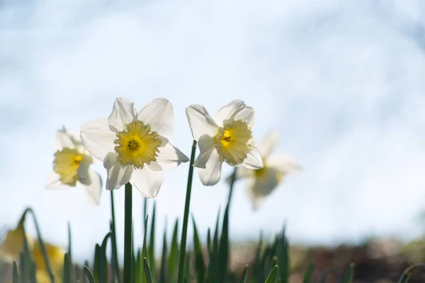 Gros Plan Fleur Jonquille Par Une Journée Ensoleillée — Photo