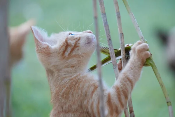 Liten Baby Tiger Kattunge Leka Med Bröder Och Mamma — Stockfoto