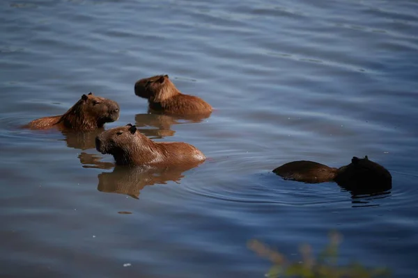 Capybara Baby Stand Lake — стоковое фото