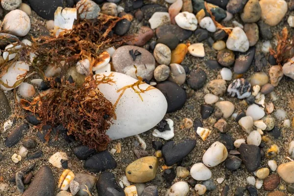 Detalle Una Alga Lavada Borroso Primer Plano Playa Uvas Marinas — Foto de Stock