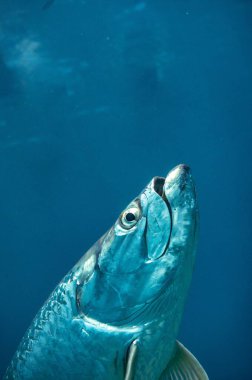 Derin mavi denizde parlak derili bir balığın dikey görüntüsü.