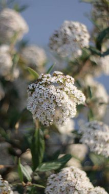 Güneş ışığında yeşil bir çalılıkta büyüyen beyaz Viburum çiçeklerinin dikey yakın çekimi
