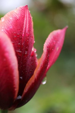 Su damlalarıyla kaplı pembe bir lale çiçeğinin dikey yakın çekimi