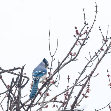 Kırmızı tomurcukları olan Virginia Mavisi bir kuş.