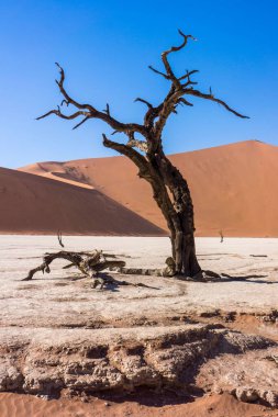 Güneşli bir günde çölde ölü bir ağaç.